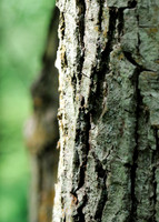 Loder Valley - May 2010